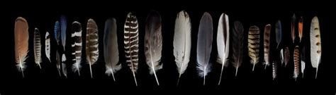 The Secret of Bird Feathers - What's a Feather Look Like Under a ...