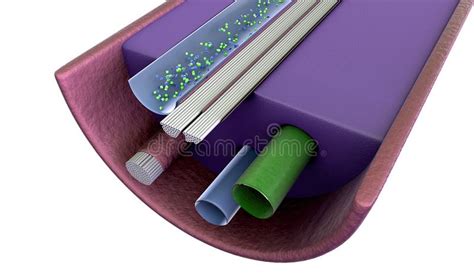 Nerve Cell, Nerve Structure Stock Illustration - Illustration of ...