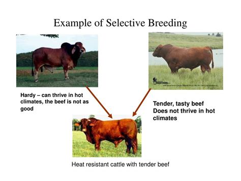 Give 2 Examples Of Selective Breeding