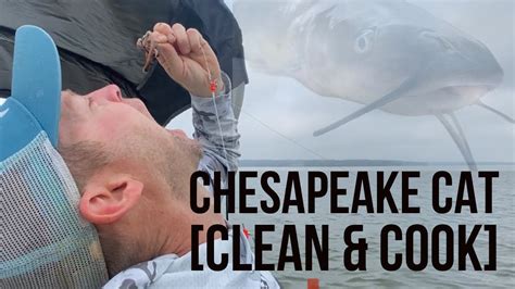 Chesapeake Bay Catfish Clean Cook Youtube