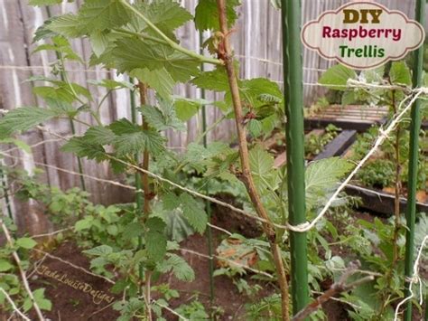 DIY Raspberry Trellis Support System for Gardening #MiracleGroProject