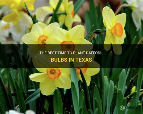 The Best Time To Plant Daffodil Bulbs In Texas Shuncy