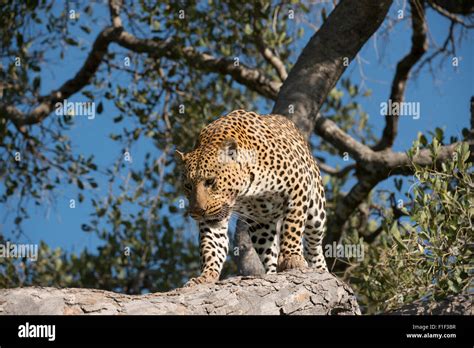 African Male Leopard Panthera Pardus Climbing Down Tree Stock Photo