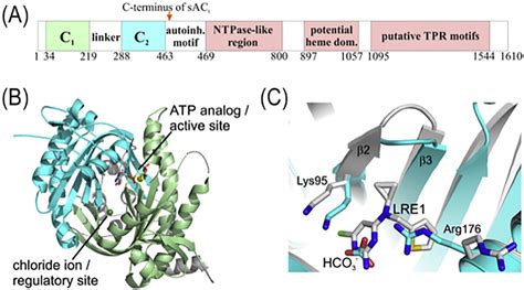 Figure 1 From Pharmacological Modulation Of The CO2 HCO3 PH Calcium