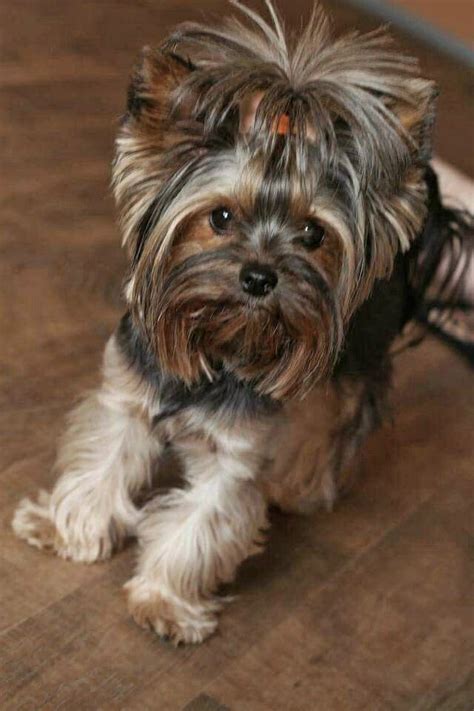 Yorkie Shedding How Much Do Yorkshire Terriers Shed Artofit