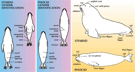 Pinniped morphology (parts identification) | Pinniped, Science projects ...