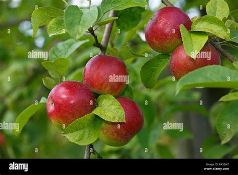 Las Manzanas Rojas En El Manzano Malus Domestica Variedad Mc Intosh