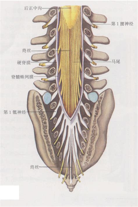 图4 16 马尾与终丝 临床解剖学 医学