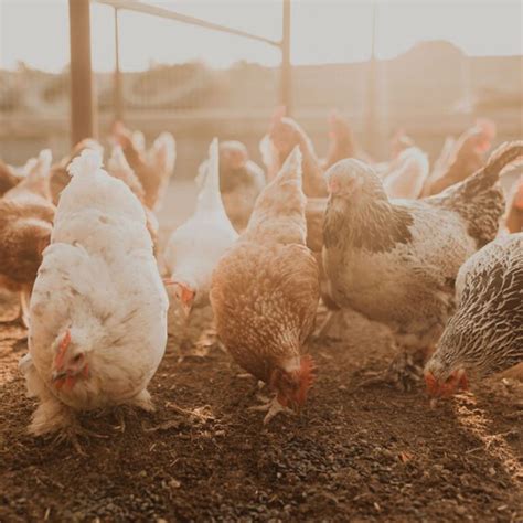 3 Benefits Of Oyster Shells For Chickens Audreys Little Farm