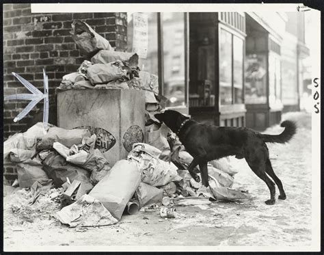 Rubbish Piled Up On Streets Scenes Such As This On West Brookline