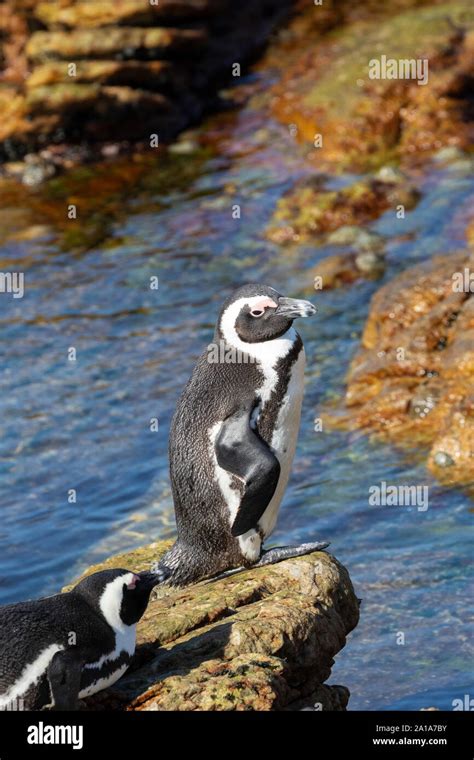 Endangered African Penguins Spheniscus Demersus Stony Point Nature