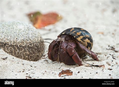 Caribbean Hermit Crab Coenobita Clypeatus On Half Moon Caye