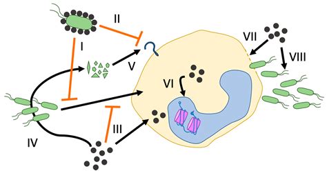 Ijms Free Full Text The Impact Of Nanoparticles On Innate Immune