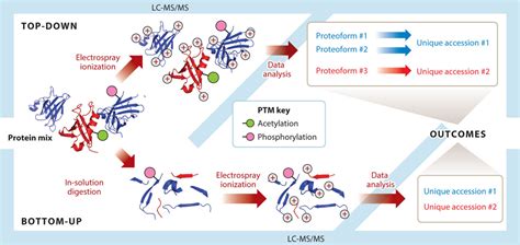 Top Down Proteomics Service Creative Proteomics