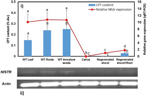 The Relation Between Nfstr Expression And Cpt Levels In Nothapodytes