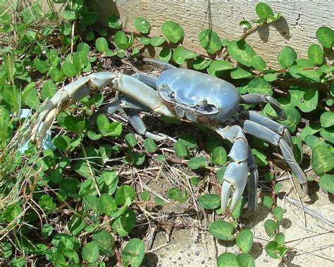 Blue Land Crabs In Florida