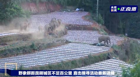 Wild Asian Elephants Migrating In China S Southwest Yunnan Province