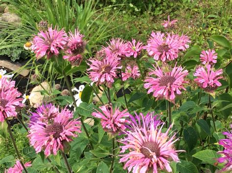 Bee balm attracts hummingbirds. Bee Balm, How To Attract Hummingbirds, Garden, Plants, Garten ...