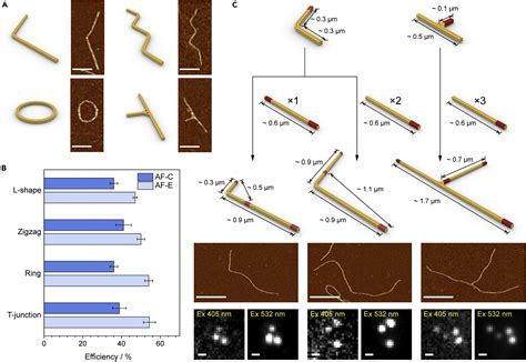 Dna Templated Programmable Excitonic Wires For Micron Scale Exciton