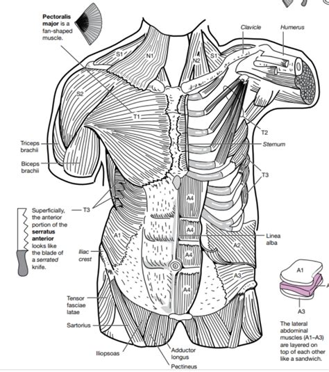 abdomen muscles Diagram | Quizlet