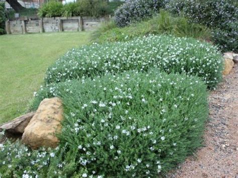 Pin By Shona Fisher On Te Miro Bank Coastal Gardens Plants Coastal