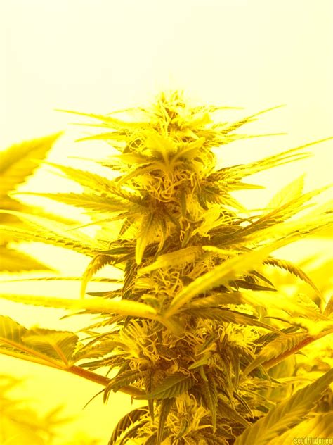 Northern Light X Shiva Nirvana Seeds Cannabis Strain Gallery