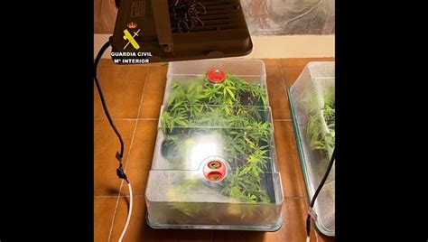 La Guardia Civil Desmantela Una Plantaci N De Marihuana En El S Tano De