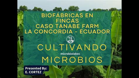 Biofabricas De Bioinsumos En Plantaciones Y Fincas YouTube