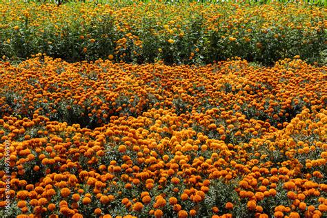 Horizontal field of Day of the dead flowers Stock Photo | Adobe Stock