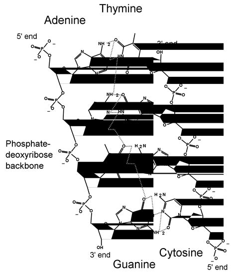 File:DNA chemical structure.svg | Familypedia | FANDOM powered by Wikia