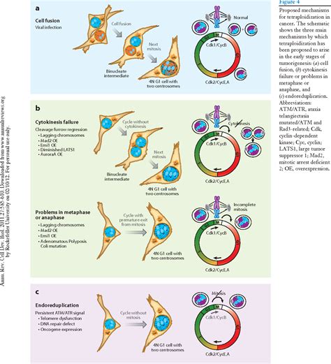 Figure 4 From The Causes And Consequences Of Polyploidy In Normal