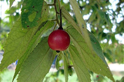 6 Manfaat Buah Kersen Untuk Kesehatan