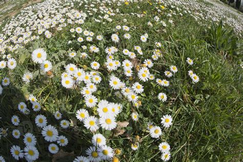 Daisy flowers field 12221555 Stock Photo at Vecteezy