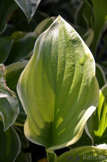 Hosta Fragrant King Funkia