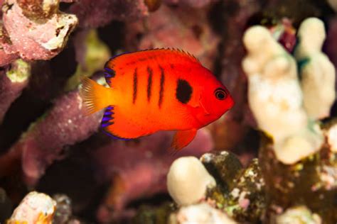 Poisson Ange Flamboyant Photos Banque Dimages Et Photos Libres De