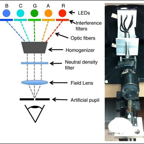 The Relative Spectral Sensitivities Of The Five Photoreceptors In Human