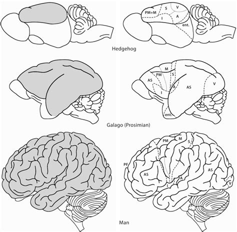 Lateral Views Of The Brains Of Some Mammals To Show The Evolutionary