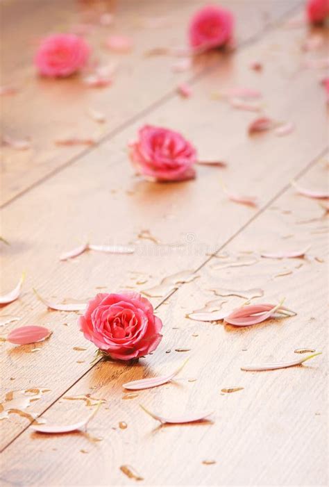 Close Up Image Of Pink Roses And Petals On The Floor Stock Image