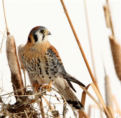 American Kestrel