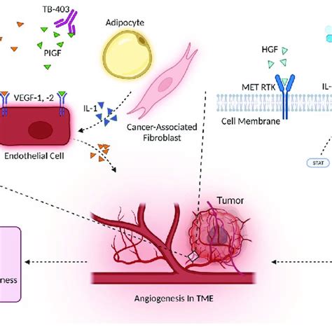 Several cytokines, cell types, and signaling pathways drive ...