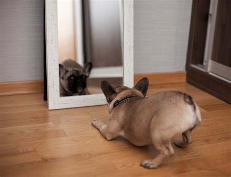 710 Dog Looking In Mirror Stock Photos Pictures And Royalty Free Images