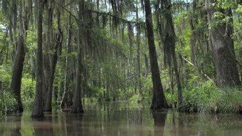 Swamp with cypress trees Stock Video Footage - 4K and HD Video Clips ...