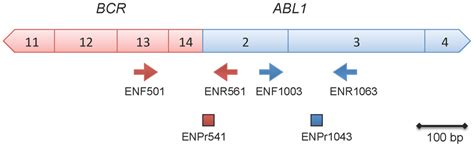 Quantification Bias In The Assessment Of Bcr Abl1 Transcript Levels By Download Scientific