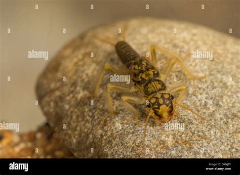 Stonefly nymph hi-res stock photography and images - Alamy