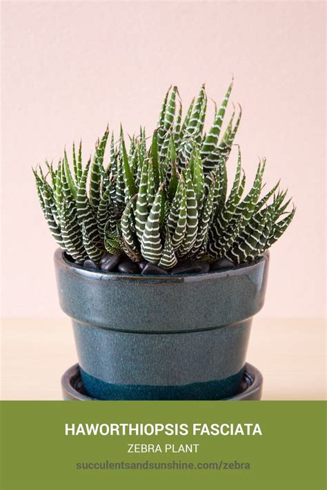 Haworthiopsis Fasciata Zebra Plant Succulents And Sunshine