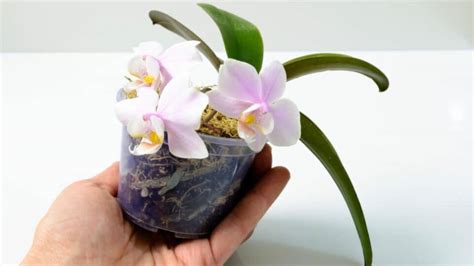 How To Take Care Of A Mini Orchid The Right Way