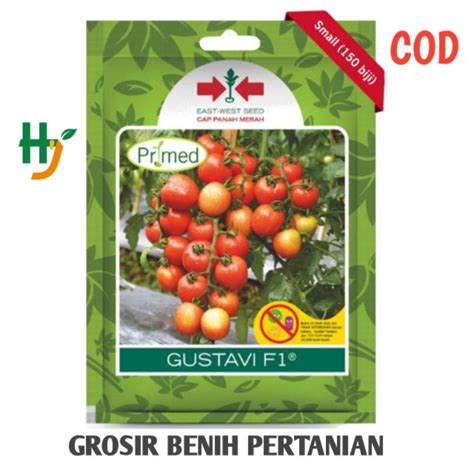 Jual Benih Tomat GUSTAVI F1 1750 Butir Tomat Hibrida Dari Panah Merah