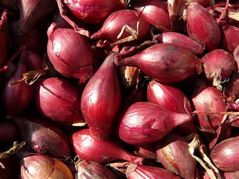 60 Free Shallot Onion Images Pixabay