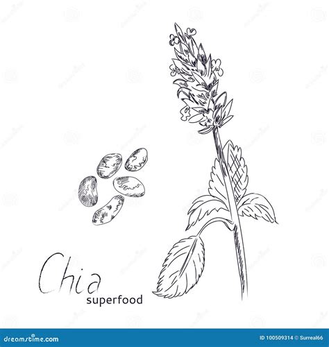 Planta De Chia Y Bosquejo Dibujado Mano De Las Semillas Ilustraci N Del