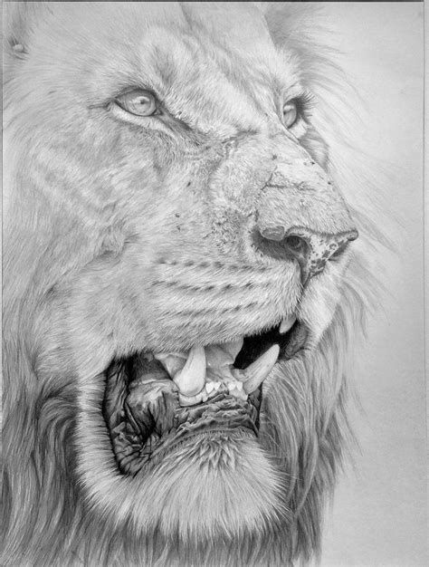 Lion Pencil Sketch A Comprehensive Guide For Beginners And Enthusiasts